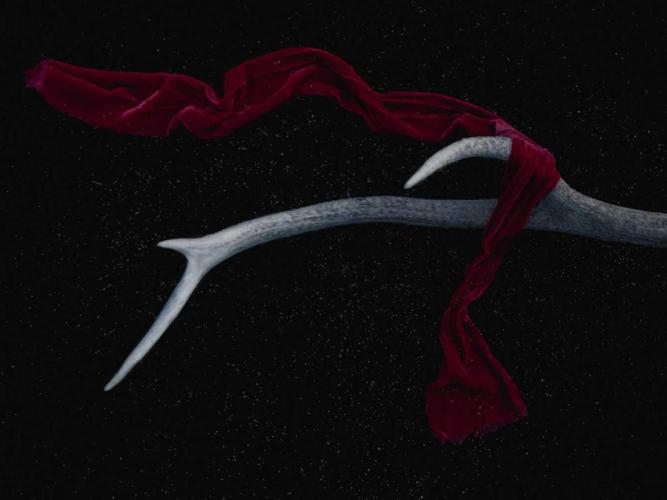 provident nihil ipsam